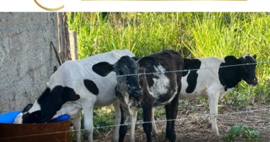 O Pará vive um momento decisivo da imunização que é essencial para a conquista da condição de zona livre de febre aftosa sem vacinação. Essa certificação foi outorgada pelo Ministério da Agricultura e Pecuária (Mapa) por meio da portaria número 665/2024 e terá validade a partir do próximo mês de maio.