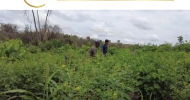 Destaque na COP 28, em Dubai, as conquistas de Paragominas, cidade de pouco mais de 100 mil habitantes localizada no sudeste do Pará, distante 300 quilômetros de Belém, ilustram uma mudança de matriz econômica e de realidade ambiental.