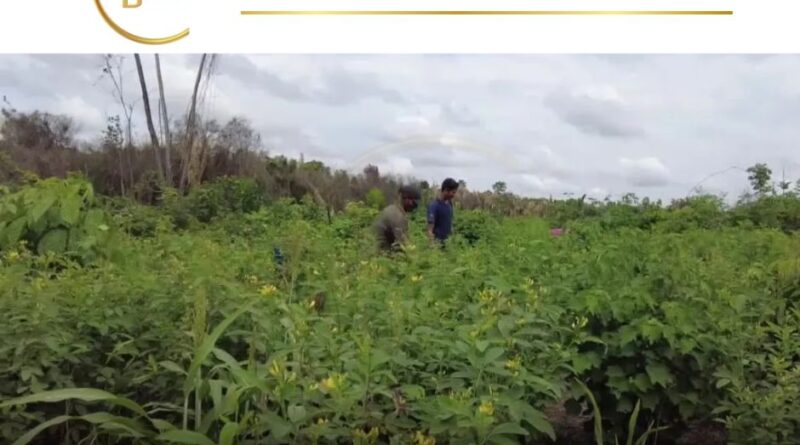 Destaque na COP 28, em Dubai, as conquistas de Paragominas, cidade de pouco mais de 100 mil habitantes localizada no sudeste do Pará, distante 300 quilômetros de Belém, ilustram uma mudança de matriz econômica e de realidade ambiental.