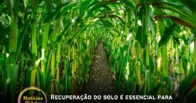 Recuperação do solo é essencial para sucesso de soja e milho