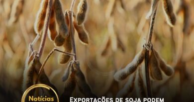 “A média de preços no Rio Grande do Sul fechou em R$ 127,38 por saca, com valores em balcão girando em torno de R$ 125,00”, informou a Ceema. Em outras regiões do país, os preços variaram entre R$ 105,00 e R$ 119,50 por saca nas principais praças de comercialização.