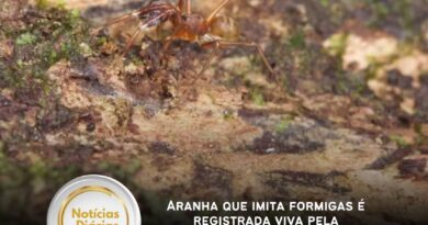 Aranha que imita formigas é registrada viva pela primeira vez no Pará, em Paragominas