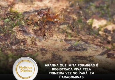 Aranha que imita formigas é registrada viva pela primeira vez no Pará, em Paragominas