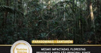 Mesmo impactadas, florestas primárias ainda são principal fonte de biodiversidade na Amazônia