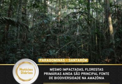 Mesmo impactadas, florestas primárias ainda são principal fonte de biodiversidade na Amazônia