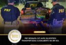 PRF resgata 317 aves silvestres transportadas ilegalmente na BR-163, em Santarém