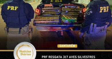 PRF resgata 317 aves silvestres transportadas ilegalmente na BR-163, em Santarém