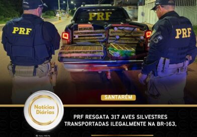 PRF resgata 317 aves silvestres transportadas ilegalmente na BR-163, em Santarém