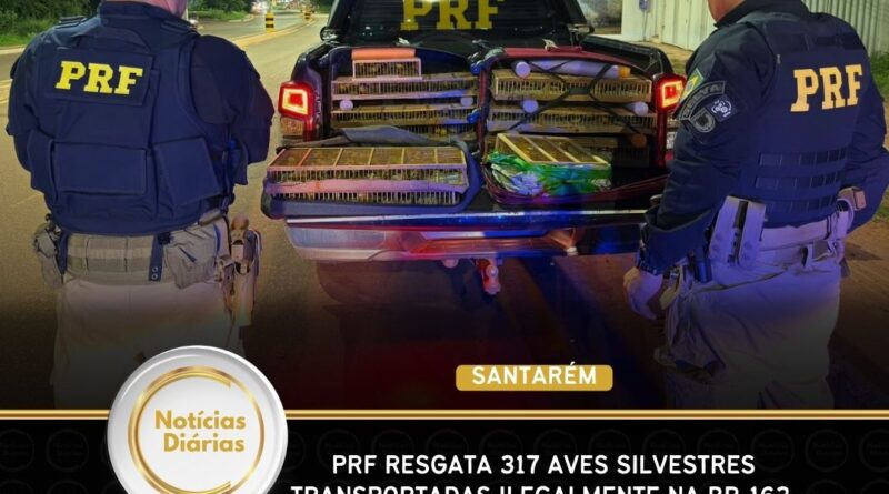 PRF resgata 317 aves silvestres transportadas ilegalmente na BR-163, em Santarém