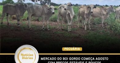 Mercado do boi gordo começa agosto com preços estáveis e poucos negócios