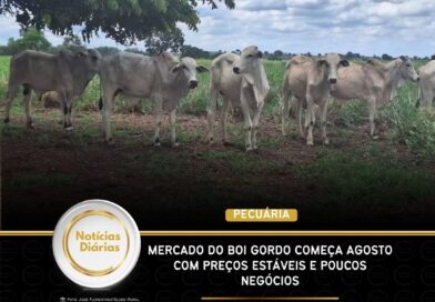 Mercado do boi gordo começa agosto com preços estáveis e poucos negócios