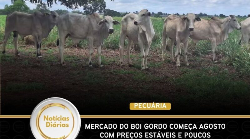 Mercado do boi gordo começa agosto com preços estáveis e poucos negócios
