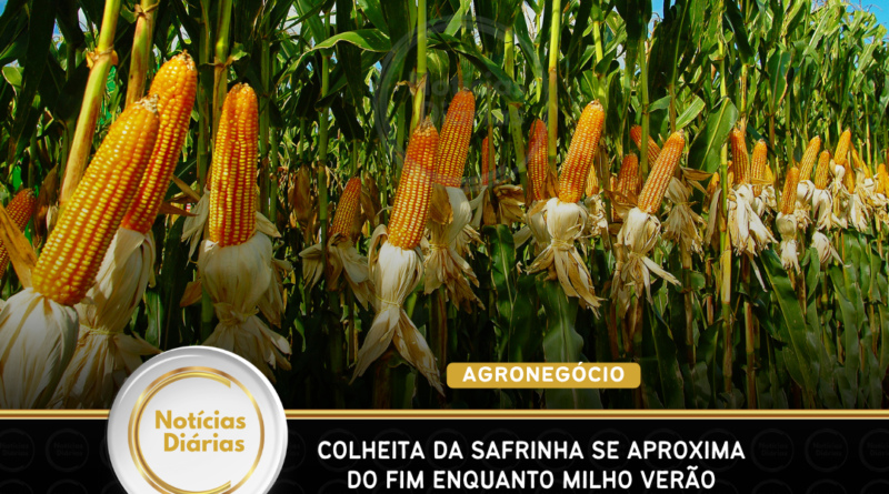 Colheita da safrinha se aproxima do fim enquanto milho verão 2026/27 começa no Sul Colheita da safrinha se aproxima do fim enquanto milho verão 2026/27 começa no Sul