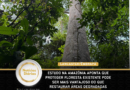 Estudo na Amazônia aponta que proteger floresta existente pode ser mais vantajoso do que restaurar áreas degradadas