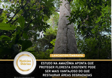 Estudo na Amazônia aponta que proteger floresta existente pode ser mais vantajoso do que restaurar áreas degradadas