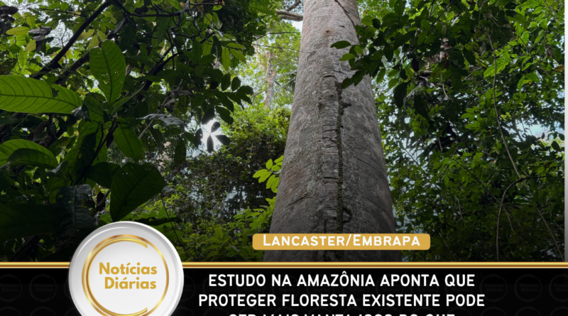 Estudo na Amazônia aponta que proteger floresta existente pode ser mais vantajoso do que restaurar áreas degradadas