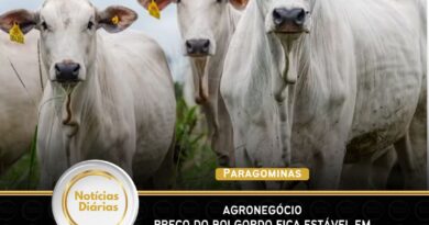 Agronegócio – Preço do boi gordo fica estável em quase todo o Brasil