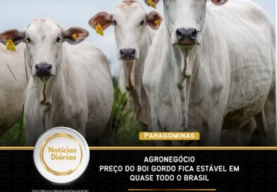 Agronegócio – Preço do boi gordo fica estável em quase todo o Brasil