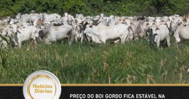 Preço do boi gordo fica estável na maior parte do Brasil