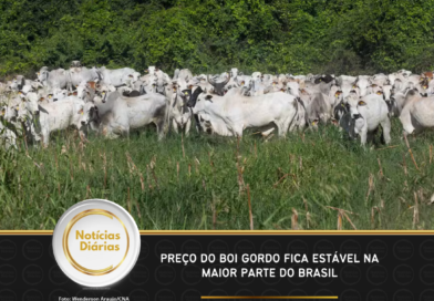Preço do boi gordo fica estável na maior parte do Brasil